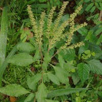 Ocimum gratissimum L.